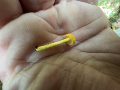 Cyptotrama chrysopepla