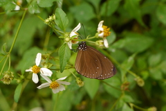 Euploea eunice hobsoni