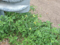 Senecio ovatus alpestris