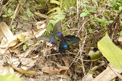 Papilio bianor thrasymedes