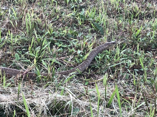 Ptyas mucosa