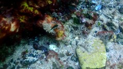 Canthigaster callisterna