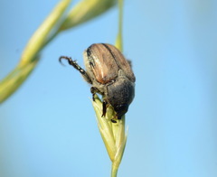 Anisoplia deserticola