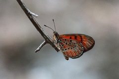 Acraea zitja
