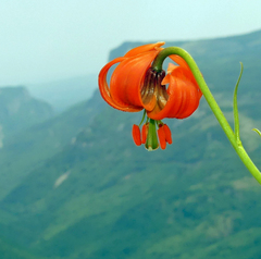 Lilium pomponium