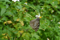 Tirumala limniace limniace