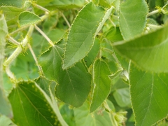 Croton ciliatoglandulifer