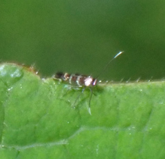 Porphyrosela minuta