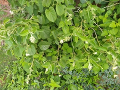 Croton ciliatoglandulifer