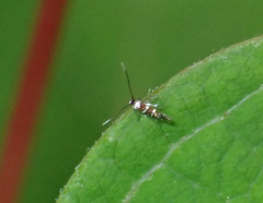 Porphyrosela minuta