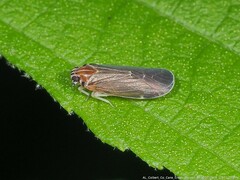 Synecdoche impunctata