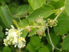 Croton ciliatoglandulifer