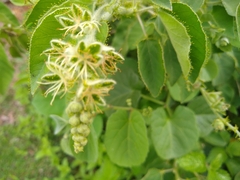 Croton ciliatoglandulifer