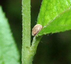 Demotina modesta