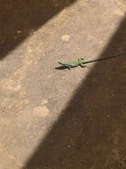 Podarcis muralis colosii