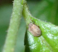 Demotina modesta