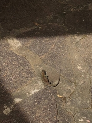 Podarcis muralis colosii