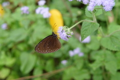 Euploea tulliolus koxinga