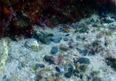 Canthigaster callisterna