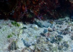 Canthigaster callisterna