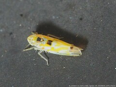 Erythroneura octonotata