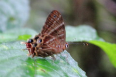 Saribia