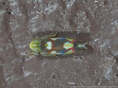Erythroneura elegans