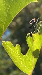 Lygaeus kalmii