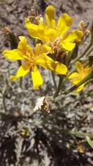 Crepis intermedia