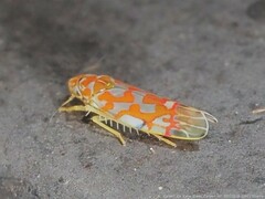 Erythroneura rubrella