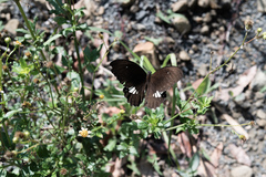 Papilio castor formosanus