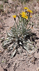 Crepis intermedia