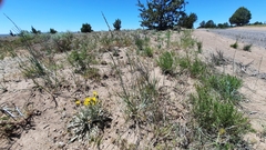 Crepis intermedia