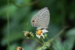 Jamides alecto dromicus