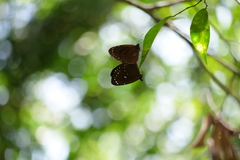 Euploea tulliolus koxinga