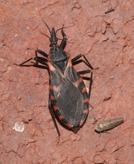 Triatoma sanguisuga