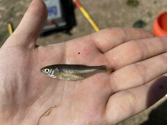 Cyprinella lutrensis