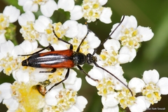 Stenurella bifasciata