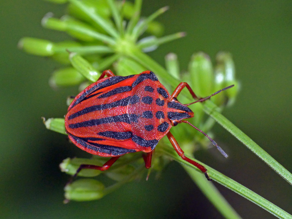 Semipunctated Shield Bug, photo 1 of 10