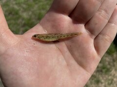 Etheostoma chlorosoma