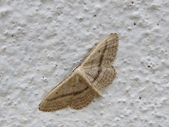 Idaea mediaria