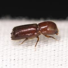 Xyleborus celsus