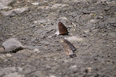 Euploea sylvester swinhoei