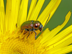 Cryptocephalus sericeus