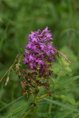 Anacamptis pyramidalis