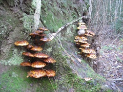 Pholiota glutinosa