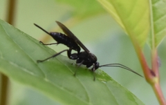 Pimpla maura