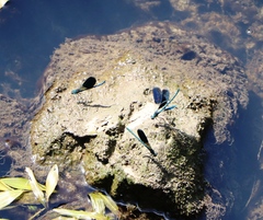 Calopteryx splendens