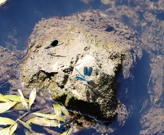 Calopteryx splendens