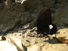 Papilio castor formosanus